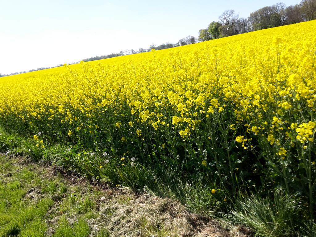 Ferienwohnungen Ruegen Findling Breege Exterior foto